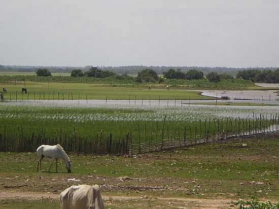 PENALVA-MA-CULTIVO DE ARROZ E PASTAGEM-FOTO:LOYS - PENALVA - MA