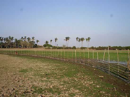 PENALVA-MA-CULTIVO DE ARROZ-FOTO:LOYS - PENALVA - MA