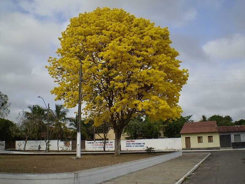 PINDAR-MIRIM-MA-YP AMARELO NO CENTRO-FOTO:MOLECULABRASIL - PINDAR MIRIM - MA