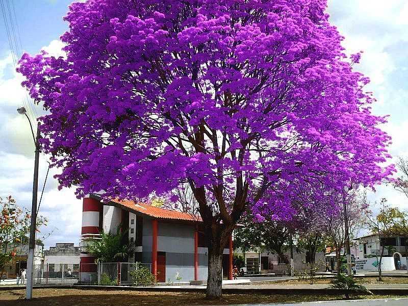 PINDAR-MIRIM-MA-YP ROSA EN FRENTE AO FAROL DO SABER-FOTO:MOLECULABRASIL - PINDAR MIRIM - MA