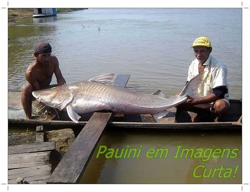 PAUINI - AMAZONAS FOTO PAUINI EM IMAGENS - PAUINI - AM