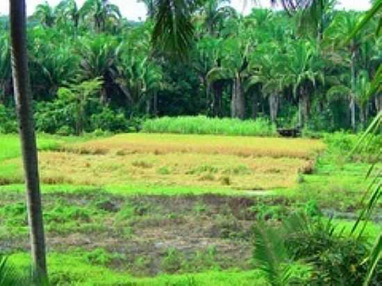 ROA DE ARROZ NA COLHEITA EM SUCUPIRA DO RIACHO-FOTO:AGAMENON PEDROSA - SUCUPIRA DO RIACHO - MA