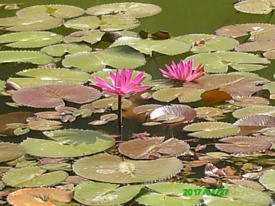 PARQUE BOTANICO-FOTO:MARCOS MAGNO  - AIMORS - MG