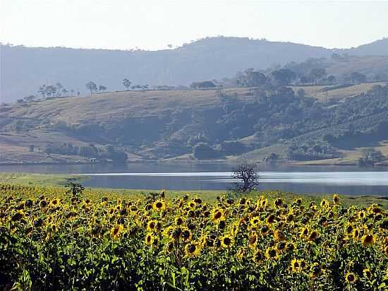 PLANTAO DE GIRASSOL EM ALFENAS-FOTO:LUCIANO DUARTE E ELA - ALFENAS - MG