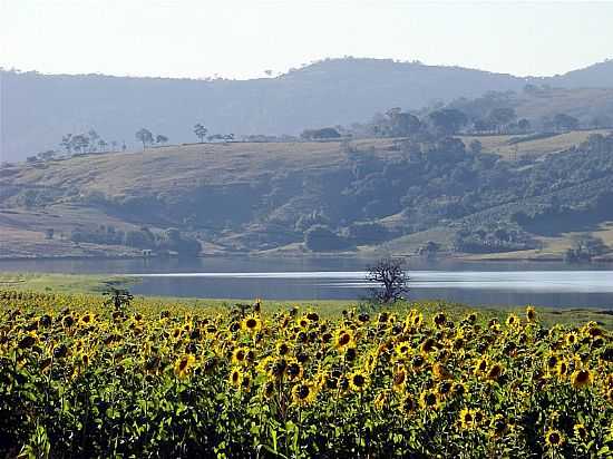 PLANTAO DE GIRASSOL EM ALFENAS-FOTO:LUCIANO DUARTE E ELA - ALFENAS - MG