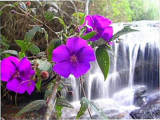 CACHOEIRA DO POTREIRO-FOTO:@SABRINA KULITS - ALFREDO VASCONCELOS - MG