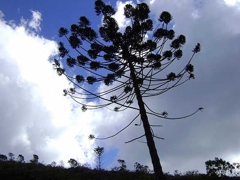 ALTO CAPARA-MG-ARAUCRIA ANGUSTIFOLIA-TRILHA DO TERREIRO-FOTOMOHAMMADALBERTH - ALTO CAPARA - MG