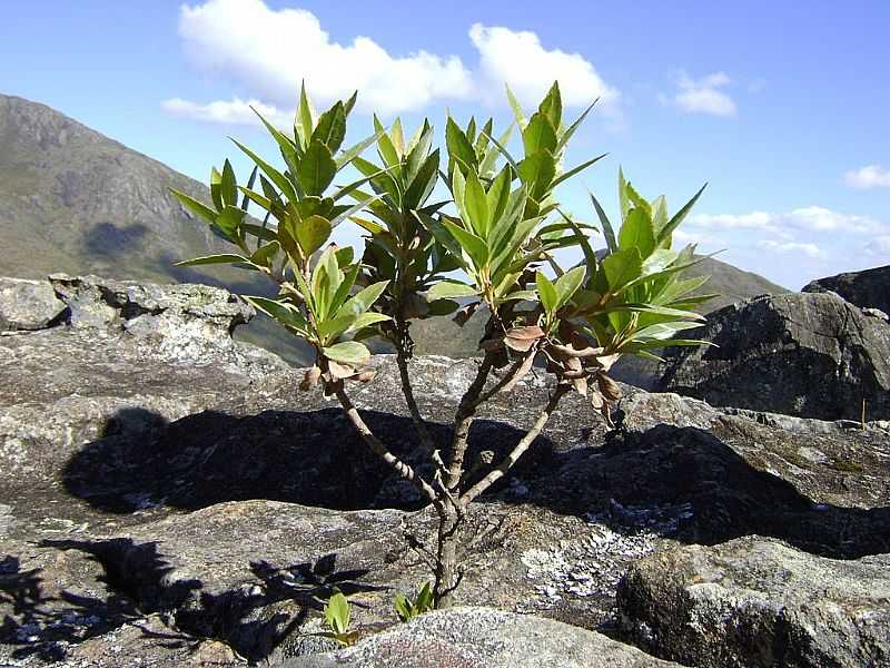 ALTO CAPARA-MG-BONSAI NO PICO DA BANDEIRA-FOTO:MOHAMMADALBERTH - ALTO CAPARA - MG