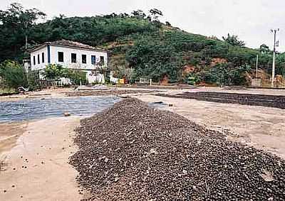 FAZENDA DE CAF-FOTO:GILSON DE SOUZA  - ALTO JEQUITIB - MG