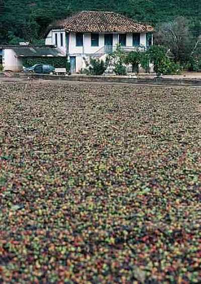 FAZENDA DE CAF-FOTO:GILSON DE SOUZA  - ALTO JEQUITIB - MG