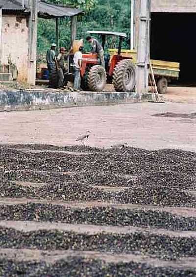 FAZENDA-FOTO:GILSON DE SOUZA  - ALTO JEQUITIB - MG