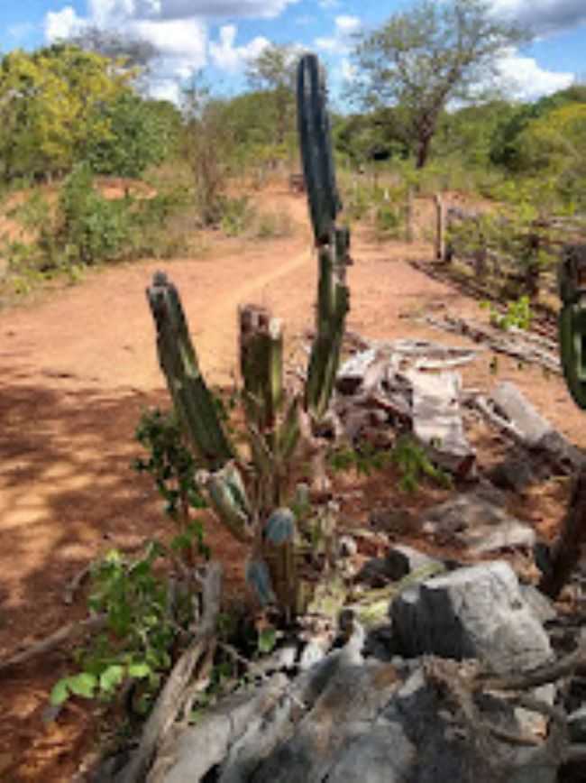 , POR DRIELE - ANGICOS DE MINAS - MG