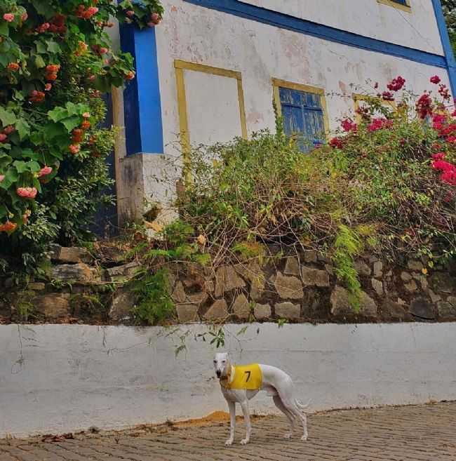 POR ALINE RODRIGUES - ANGUSTURA - MG