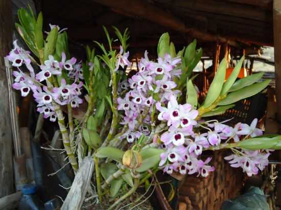 ORQUIDEA, POR PC - ARANTINA - MG