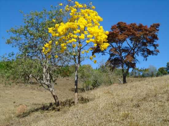 IPE AMARELO, POR PC - ARANTINA - MG