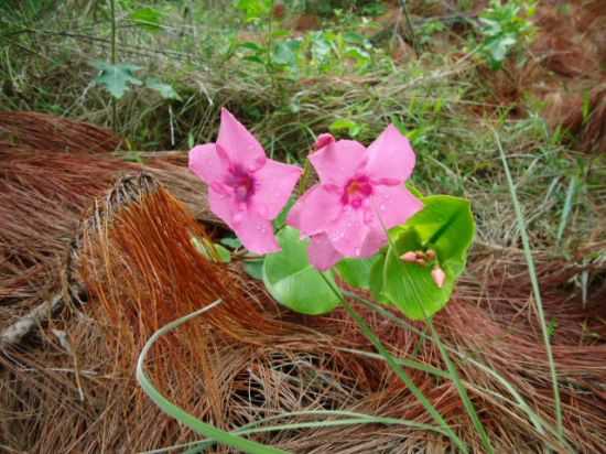 FLOR DO CAMPO /ARANTINA MG, POR PC - ARANTINA - MG