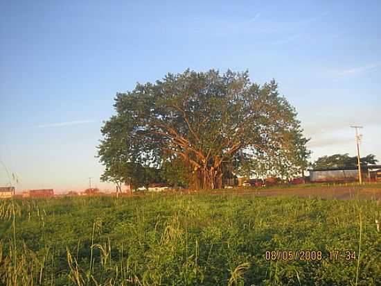 A FRONDOSA GAMELEIRA-FOTO:TERIO  - ARAPOR - MG