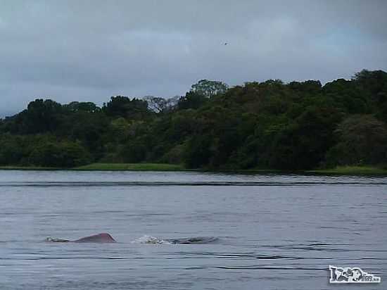 BOTOS COR DE ROSA NADAM NO RIO NA RESERVA DO MAMIRAU EM TEF-AM-FOTO:RODRIGO - TEF - AM