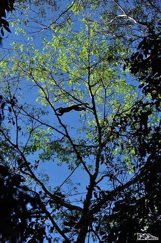 MACACO SALTA SOBRE NS DURANTE PASSEIO DE CANOA NA FLORESTA ALAGADA NA RESERVA DO MAMIRAU EM TEF-AM-FOTO:RODRIGO - TEF - AM