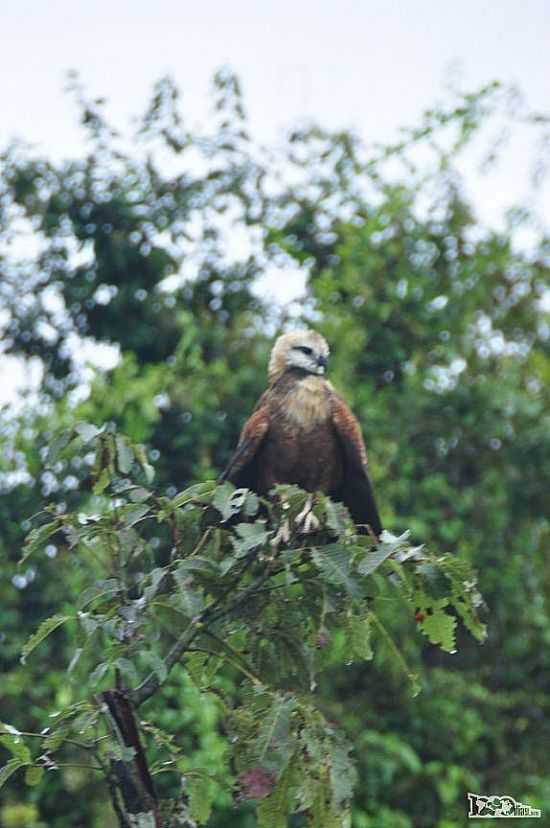 SO INMERAS AS ESPCIES DE PSSAROS QUE VIVEM NA RESERVA DO MAMIRAU EM TEF-AM-FOTO:RODRIGO - TEF - AM