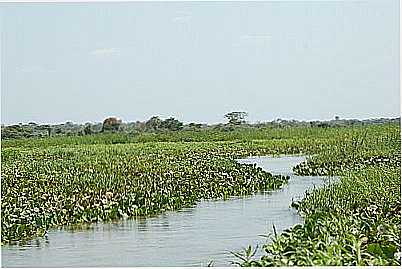 PANTANO DO RIO PANDEIRO EDUARDO GOMES - BELA VISTA DE MINAS - MG