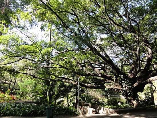 BELO HORIZONTE-MG-ANTIGA FIGUEIRA NO PARQUE MUNICIPAL AMRICO RENN GIANNE-FOTO:PAULO YUJI TAKARADA - BELO HORIZONTE - MG
