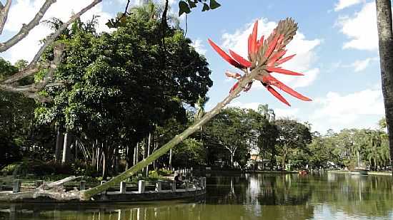 BELO HORIZONTE-MG-UMA FLOR JUNTO AO LAGO DO PARQUE MUNICIPAL-FOTO:PAULO YUJI TAKARADA - BELO HORIZONTE - MG