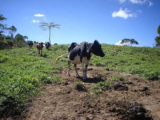 BELEZAS DA ROA-FOTO:JOSE.CESAR  - BIAS FORTES - MG