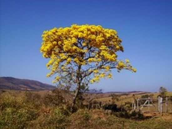 IP AMARELO NA BEIRA DA ESTRADA-FOTO:ANDR LUS VIEIRA - BOM SUCESSO - MG