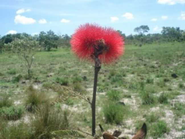 XILPA, NO CERRADO DE BONFINPOLIS DE MINAS - MG, POR POETA NUNES DE SOUZA - BONFINPOLIS DE MINAS - MG