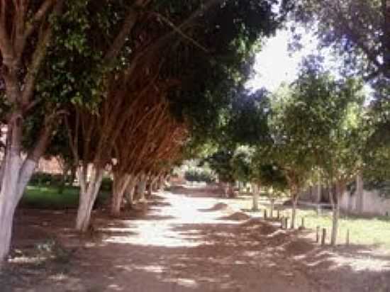 RUA ARBORIZADA-FOTO:RMULO HENOK - BREJO DO AMPARO - MG