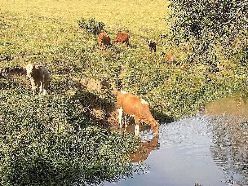 IMAGENS DA CIDADE DE BUENO BRANDO - MG FOTO PREFEITURA MUNICIPAL - BUENO BRANDO - MG