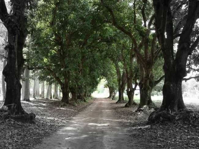 AVENIDA DAS MANGUEIRAS, POR MARCELO WASHINGTON - BUENPOLIS - MG