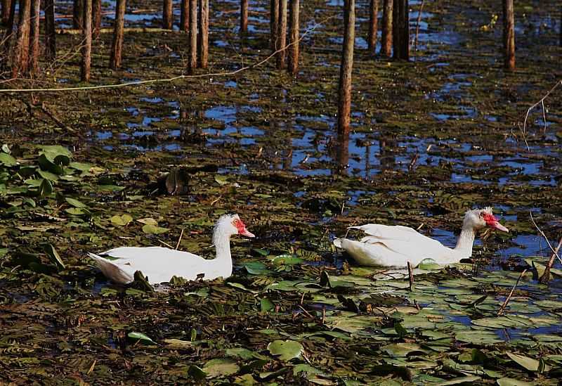 CAAREMA-MG-PATOS NA LAGOA BOM SUCESSO-FOTO:AQUIONDEEUMORO. - CAAREMA - MG