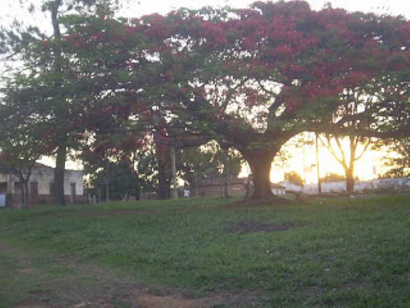 CANABRAVA-MG-FLAMBOYANT NO CENTRO DO DISTRITO-FOTO:PROJOVEMTRABALHADORJOAOPINHEIRO. - CANABRAVA - MG