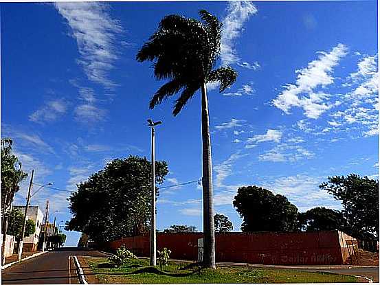 CAPINPOLIS-MG-IMPONENTE PALMEIRA IMPERIAL NO TREVO DE ACESSO-FOTO:CARLOS ALBERTO ALVES - CAPINPOLIS - MG