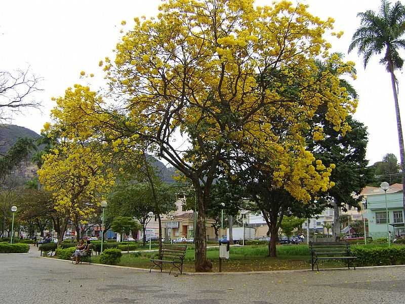 CARATINGA-MG-IP AMARELO NA PRAA-FOTO:@MOHAMMADALBERTH - CARATINGA - MG