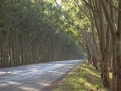 ENTRADA DA CIDADE-FOTO:RONANJR  - CARMO DO PARANABA - MG