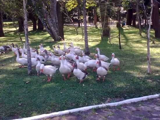 PARQUE DAS GUAS, POR PATRICIA TOMAZ - CAXAMBU - MG