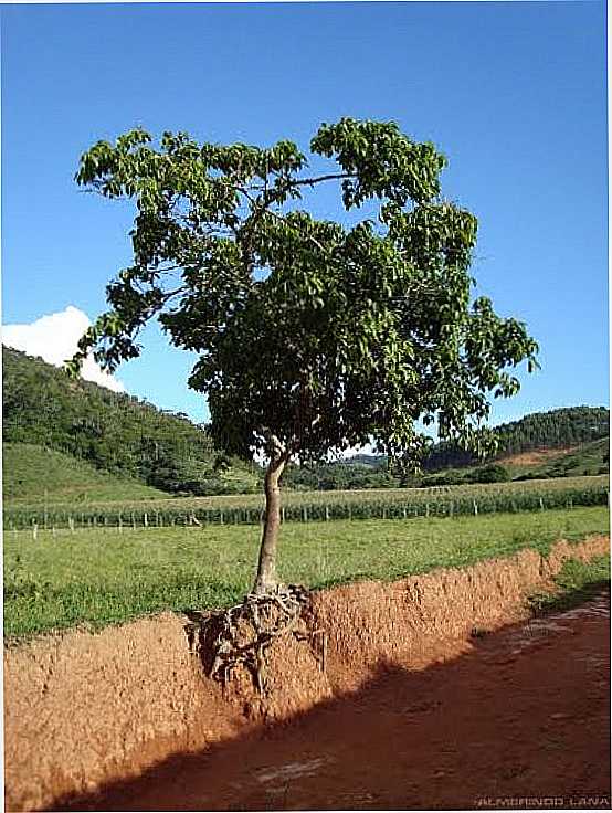 RVORE NO BARRANCO DA ESTRADA EM COIMBRA-MG-FOTO:ALMERINDO LANA - COIMBRA - MG