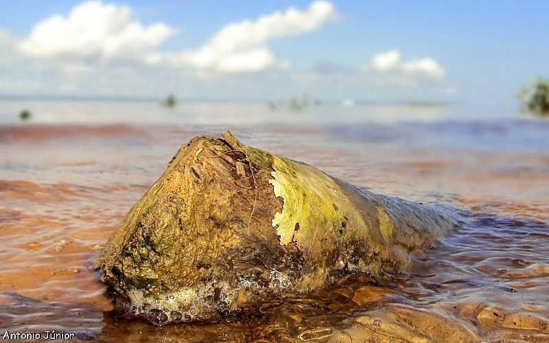 FAZENDINHA-AP-TRONCO DE RVORE NA PRAIA DO RIO AMAZONAS-FOTO:MARCONDES PEREIRA - FAZENDINHA - AP