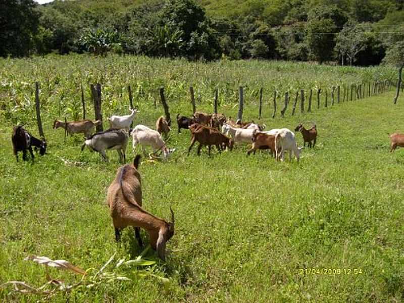 CNEGO MARINHO-MG-PASTAGEM DE CABRAS-FOTO:WWW.MAPASBRASIL.NET - CNEGO MARINHO - MG