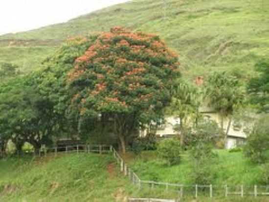 PAISAGEM LOCAL-FOTO:MONTANHA[PANORAMIO] - CORONEL PACHECO - MG