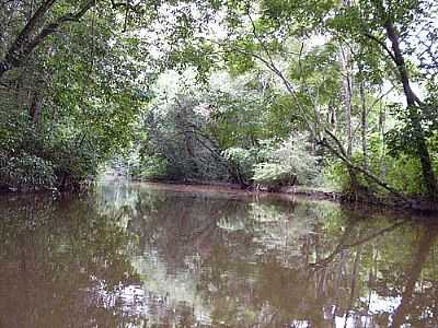 IGARAP DO LAGO POR FERNANDA OLIVEIRA - IGARAP DO LAGO - AP