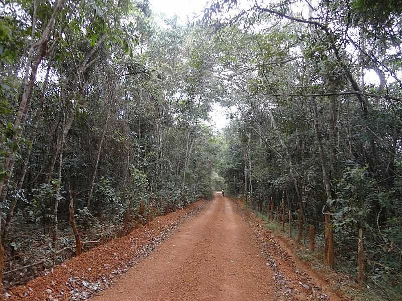 COSTA SENA-MG-ESTRADA NO MEIO DA MATA-FOTO:ROLDAO M - COSTA SENA - MG