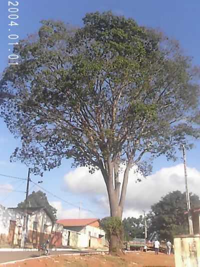 ARVORE CENTENARIA NO CENTRO DA CIDADE, POR ALEXANDRE BORGES LOPES - CRISTLIA - MG