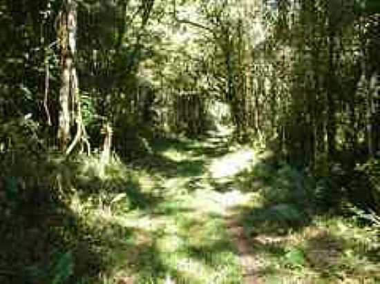 FLORESTA ATLNTICA-FOTO:SPERANDELLI [PANORAMIO] - CRISTINA - MG