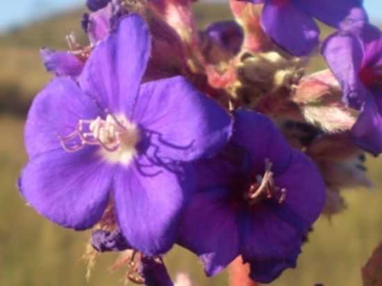 FLOR DE QUARESMEIRA NA SERRA DA BABILONIA, POR AMAURI HENRIQUE DE LIMA-AMAURIEJULIANA@HOTMAIL.COM - DELFINPOLIS - MG