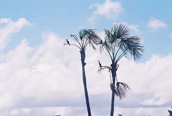 MERGULHES/BIGUS-RIO PIRIRIM-FOTO:ALAN.KARDEC - ITAUBAL - AP