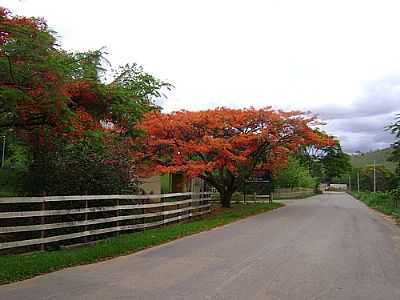 FLAMBOYANT-FOTO:ROSANA4   - DESCOBERTO - MG